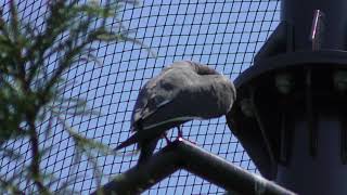 Inca Tern (Izu Shaboten Zoo, Shizuoka, Japan) April 22, 2018