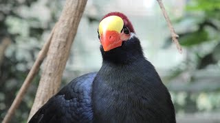 Violet Turaco (KOBE ANIMAL KINGDOM, Hyogo, Japan) March 29, 2021