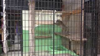 除夜の鐘を鳴らすニホンザルのモモコちゃん (大内山動物園) 2018年1月3日