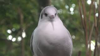 Black-headed Gull (Lake Biwa Museum, Shiga, Japan) October 7, 2021