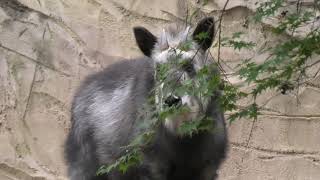 Japanese serow (Kobe Municipal Arboretum, Hyogo, Japan) November 7, 2019