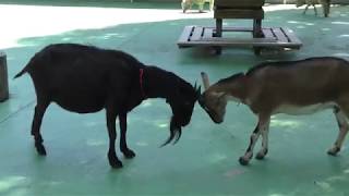 Goat (Hiratsuka City Comprehensive park Fureai Zoo, Kanagawa, Japan) August 26, 2018