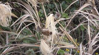 犬吠埼の野鳥たち (犬吠埼灯台) 2018年12月5日