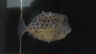イトマキフグ (竹島水族館) 2019年1月23日