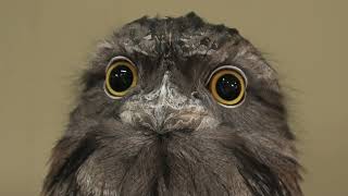 Tawny Frogmouth (Metchaomoroi Zoo, Shiga, Japan) October 7, 2021