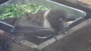 Ryukyu flying fox (Inokashira Park Zoo, Tokyo, Japan) September 23, 2017