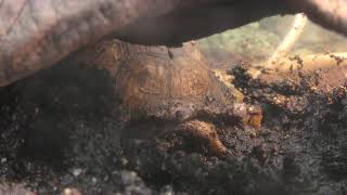 Three-toed box turtle (Kusatsu Tropical Wonderland, Gunma, Japan) November 11, 2018