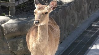 ニホンジカ (厳島・宮島) 2018年5月20日