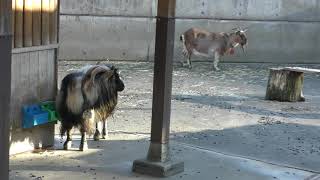 ヤギ (多摩動物公園) 2019年1月18日