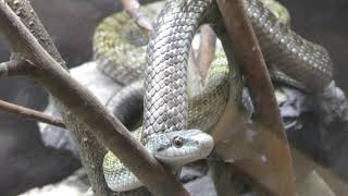 Japanese Rat Snake (Sagamigawafureai Science Museum Aquarium, Kanagawa, Japan) November 30, 2018