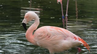 フラミンゴ池 (東武動物公園) 2020年9月18日