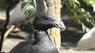 コクガン (多摩動物公園) 2018年9月9日