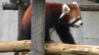 レッサーパンダ (千葉市動物公園) 2017年9月24日