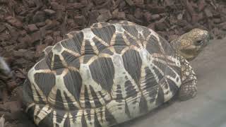 ビルマホシガメ (東山動植物園) 2021年7月22日