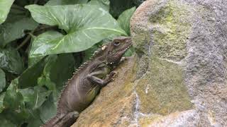 Chinese water dragons (Hibiki Nada Green Park. HIBIKI ANIMAL WORLD, Fukuoka, Japan) April 25, 2019