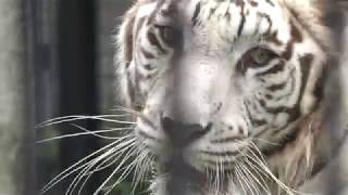 White tiger (Kagoshima City Hirakawa Zoological Park, Kagoshima, Japan) July 29, 2018