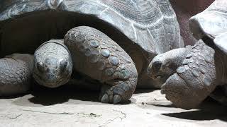 Aldabra giant tortoise | The Forest of Spirits (átoa, Hyogo, Japan) October 30, 2021