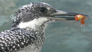 Crested Kingfisher (Inokashira Park Zoo, Tokyo, Japan) September 9, 2018