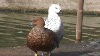 水鳥たち (仙台市八木山動物公園／セルコホーム ズーパラダイス八木山) 2018年1月20日