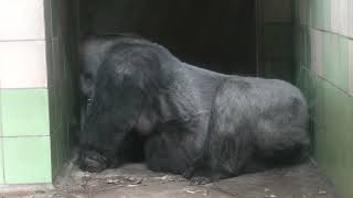 ゴリラ の『ショウ』 (浜松市動物園) 2021年7月25日
