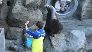 海獣の王国 フィーディングタイム (鳥羽水族館) 2020年12月25日