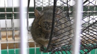 Degu (World Ranch, Osaka, Japan) March 14, 2019