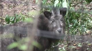 Japanese serow (Kobe Municipal Arboretum, Hyogo, Japan) November 7, 2019