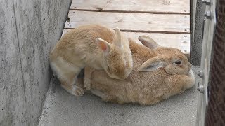 カイウサギ (九十九島動植物園 森きらら) 2019年4月22日