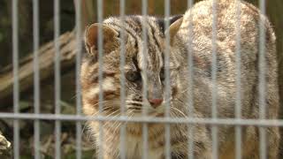 ツシマヤマネコ の『つしまる』 (九十九島動植物園 森きらら) 2019年4月22日