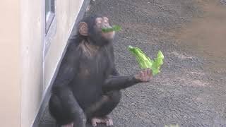 Chimpanzee (KAMINE ZOO, Ibaraki, Japan) December 4, 2018