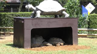 カメたちの広場 (いしかわ動物園) 2019年8月18日