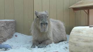 Capybara (YokohamaHakkeijima Seaparadise, Kanagawa, Japan) July 14, 2018