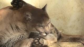 ピューマ の『ピュータ』(愛媛県立 とべ動物園) 2019年12月25日
