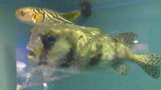 イシガキフグとシマフグ (桂浜水族館) 2018年3月24日