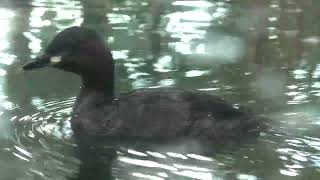 Little grebe (Lake Biwa Museum, Shiga, Japan) October 7, 2021