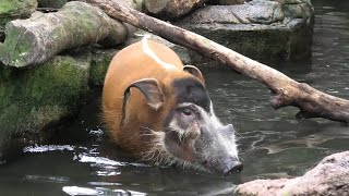 Red river hog (Nasu Animal Kingdom, Tochigi, Japan) September 14, 2020