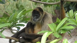 Geoffroy's spider monkey