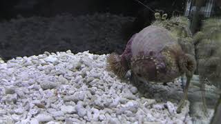 カブトヤドカリ (エビとカニの水族館) 2018年12月26日