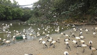 フラミンゴの湖・ごはんの時間 (ネオパークオキナワ) 2019年5月9日