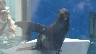 カリフォルニアアシカ の フィーディングタイム (四国水族館) 2021年8月4日