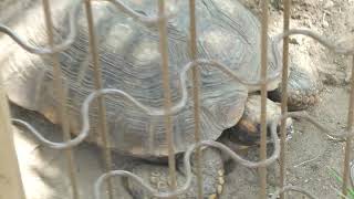 キアシガメ (浦安市交通公園 動物広場) 2023年8月4日