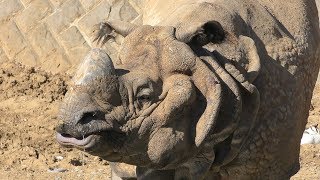 インドサイ の『ビクラム』 (多摩動物公園) 2019年1月18日