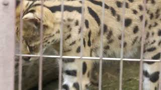 Serval (Higashiyama Zoo and Botanical Gardens, Aichi, Japan) June 25, 2023