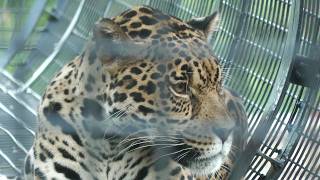 Jaguar (Okinawa Zoo & Museum, Okinawa, Japan) July 29, 2023