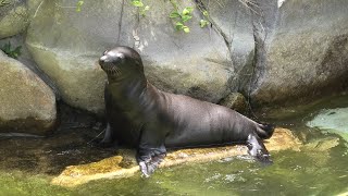 Baby California sea lion (Oji Zoo, Hyogo, Japan) August 4, 2020
