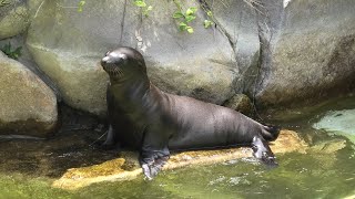 カリフォルニアアシカ の赤ちゃん (神戸市立 王子動物園) 2020年8月4日