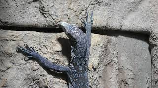 Blue-spotted tree monitor (Sapporo Maruyama Zoo, Hokkaido, Japan) February 12, 2018