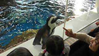 African penguin (Kyoto Aquarium, Kyoto, Japan) November 5, 2017