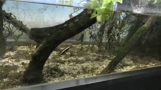 ゲンゴロウ (鳥羽水族館) 2018年1月1日