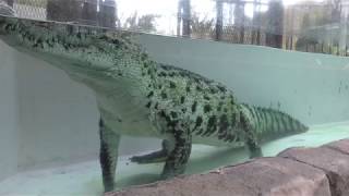 New Guinea crocodile (ATAGAWA TROPICAL & ALLIGATOR GARDEN, Shizuoka, Japan) March 18, 2018
